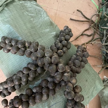 越南追风果，现砍现发，追风果，果子密度好，大小适中，新鲜