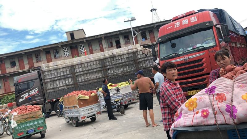 黄金梨，强势来袭，量大从优，糖度13准备开园欢迎各位老板