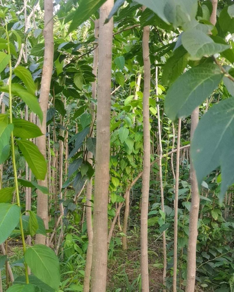 精品一级四公分杜仲苗自家基地直供，价格低质量好。