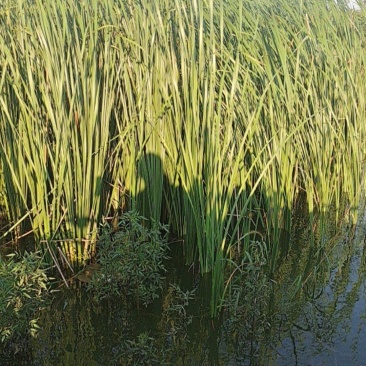 蒲草大甩卖