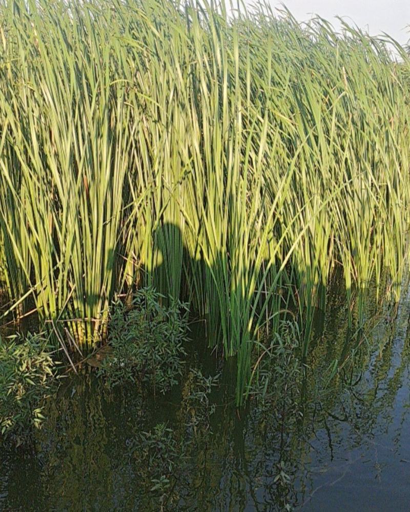 蒲草大甩卖