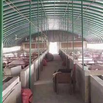 专业生产椭圆管养殖大棚牛棚养猪大棚全国发货包建