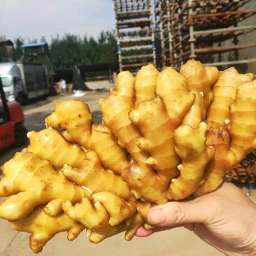 山东精品小黄姜产地直发货源充足保质保量支持全国发货