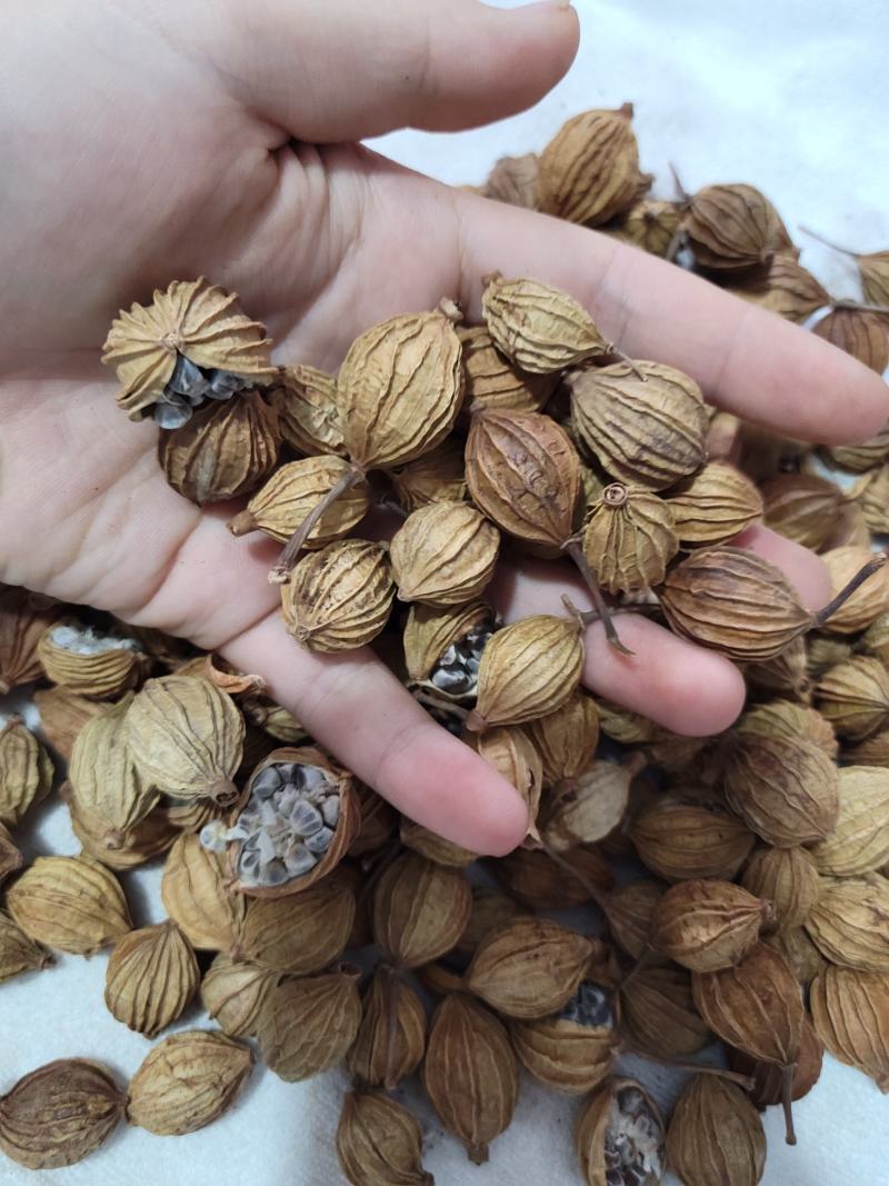 香砂，正品干货，干净无杂质香料调味料品质保障