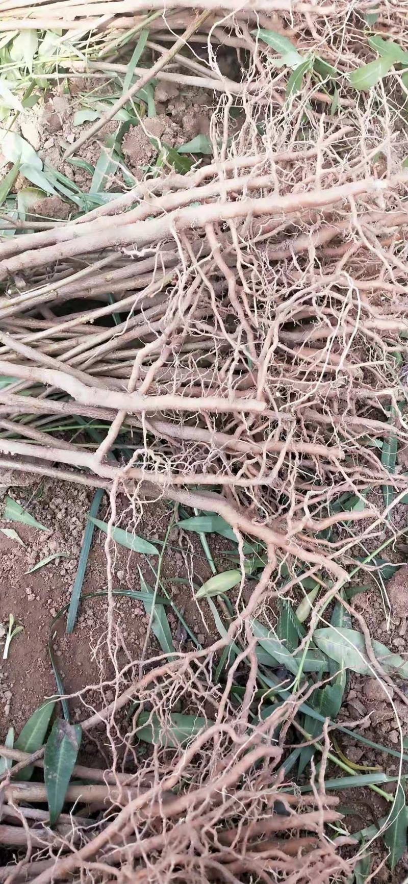 杠柳高速绿化一手货源