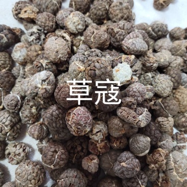 草蔻（草豆蔻）货品优质，干度好，基地直发