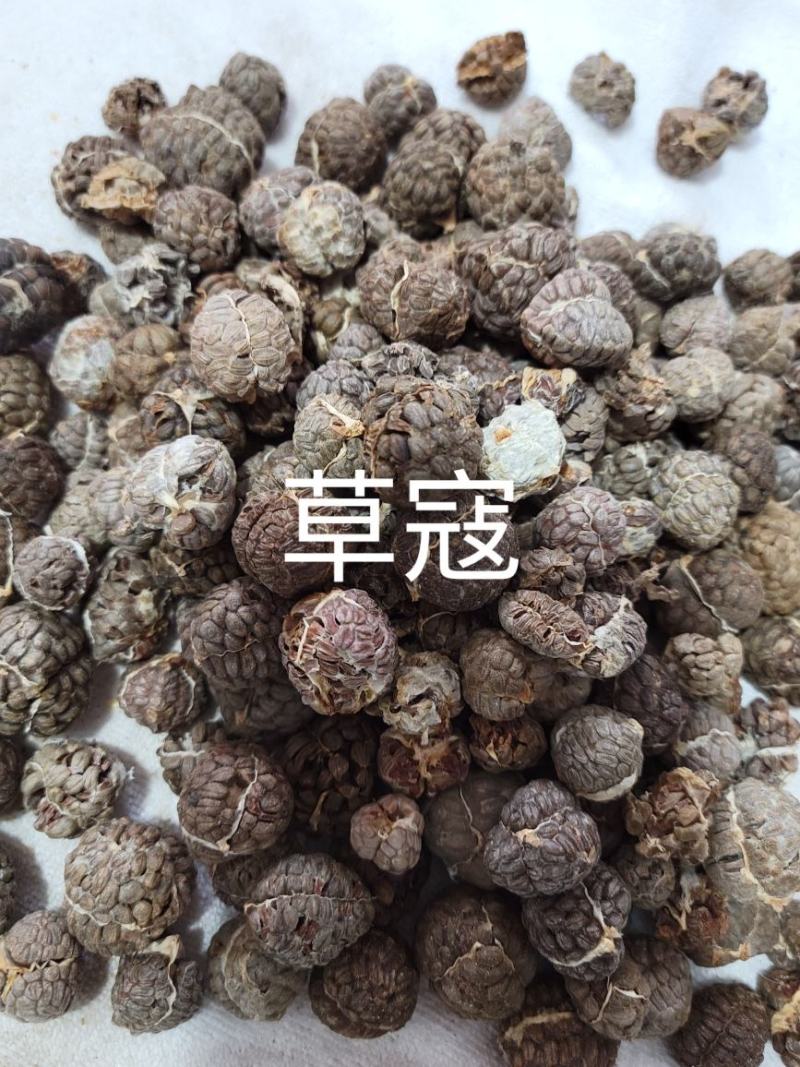 草蔻（草豆蔻）货品优质，干度好，基地直发