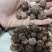 草蔻（草豆蔻）货品优质，干度好，基地直发