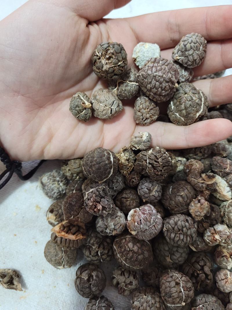 草蔻（草豆蔻）货品优质，干度好，基地直发