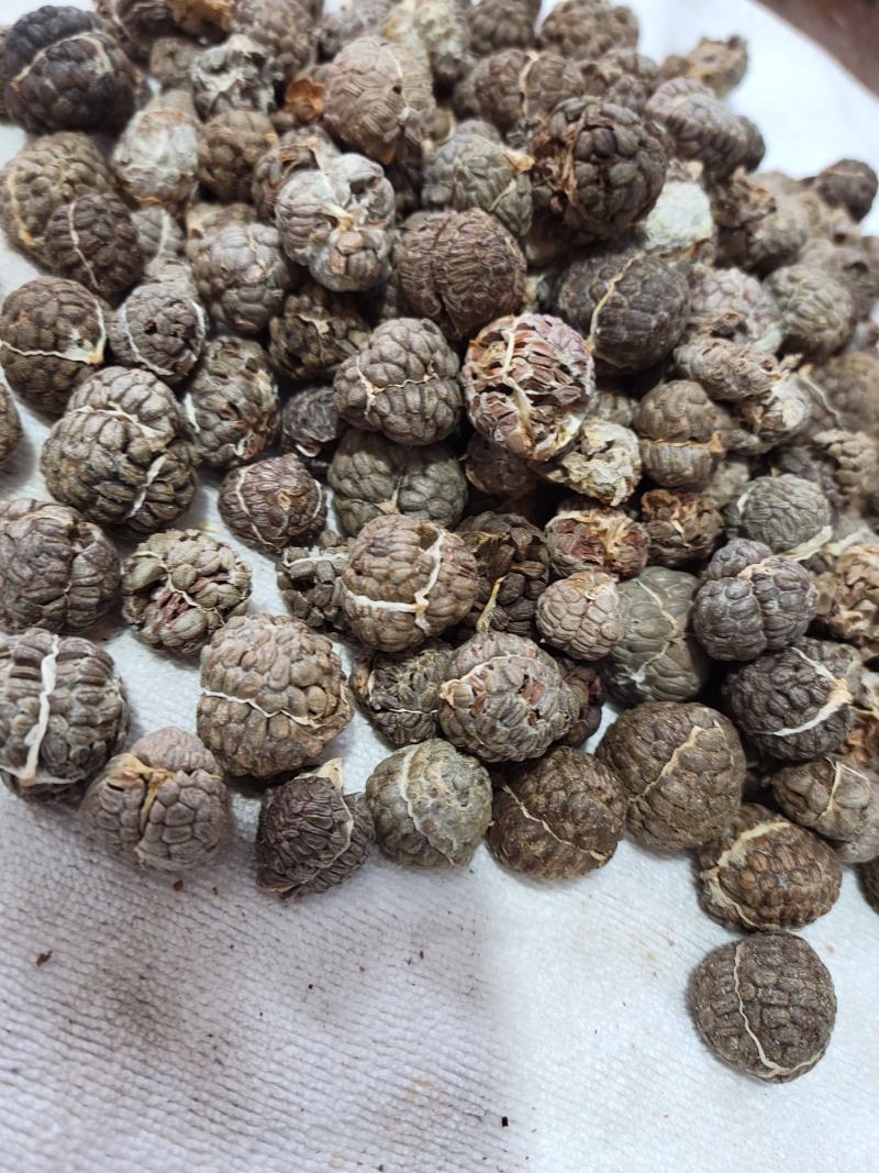 草蔻（草豆蔻）货品优质，干度好，基地直发