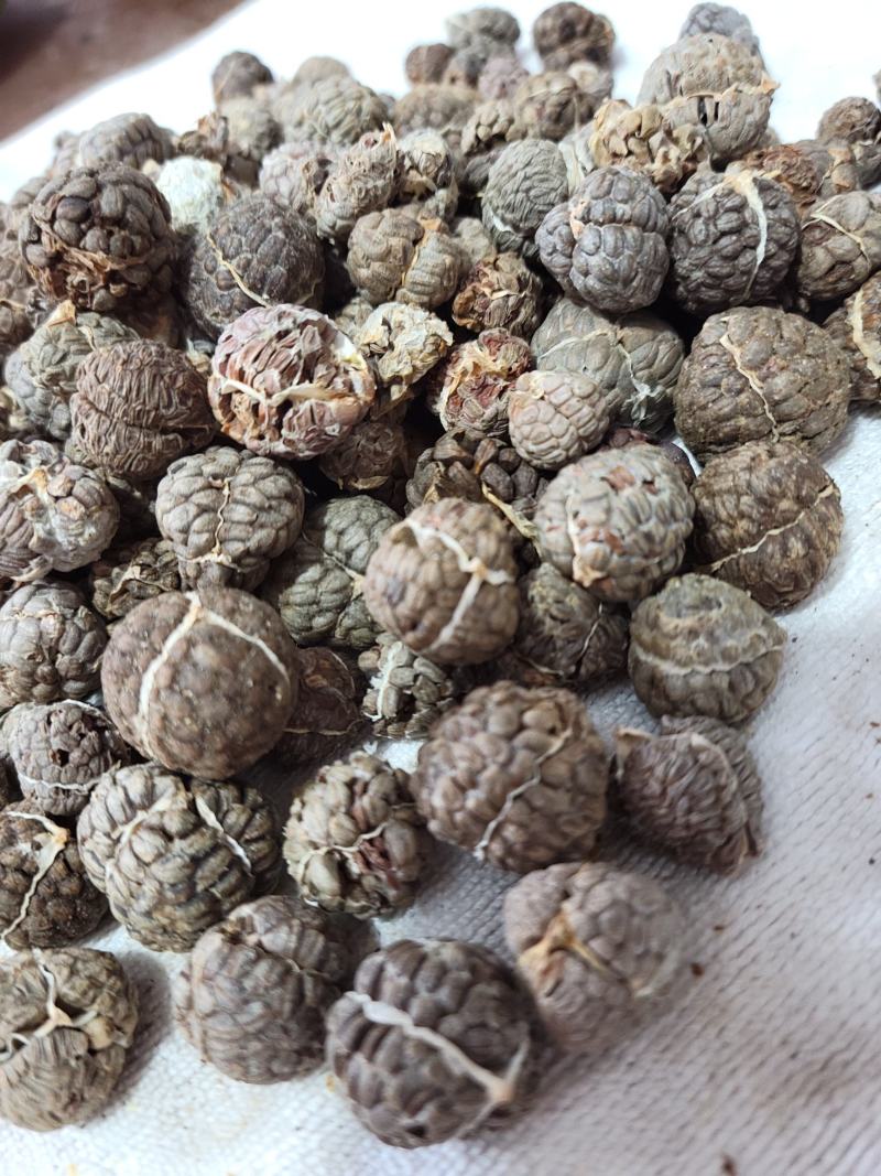 草蔻（草豆蔻）货品优质，干度好，基地直发