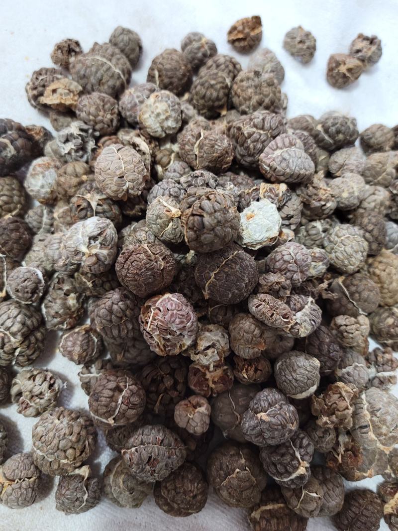 草蔻（草豆蔻）货品优质，干度好，基地直发