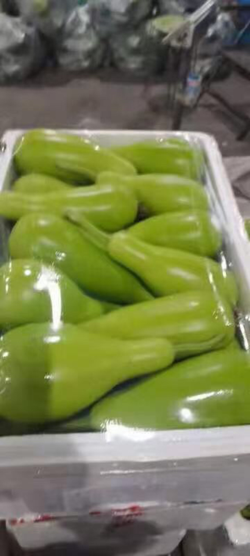 短蒲瓜，园蒲瓜，瓠瓜，花皮小南瓜，青南瓜，