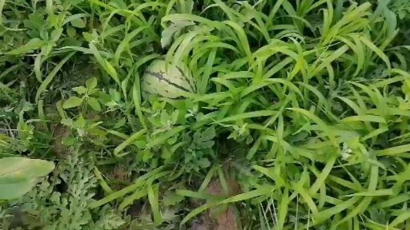 圆瓜还有2000多斤