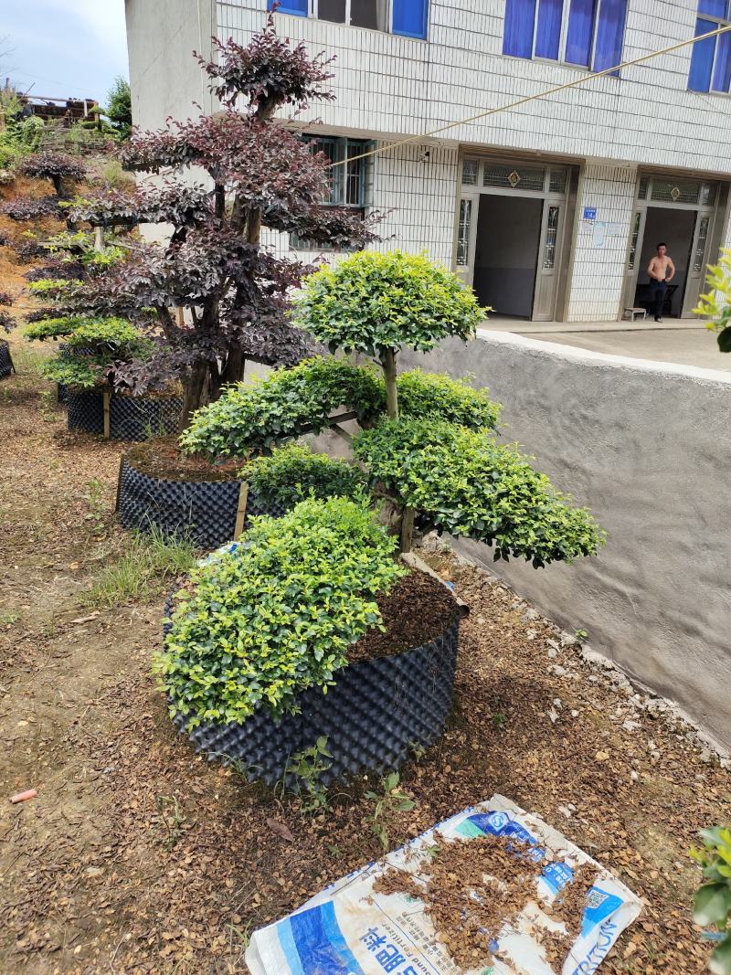 造型小叶女贞，可可园艺长期供应各种造型桩景