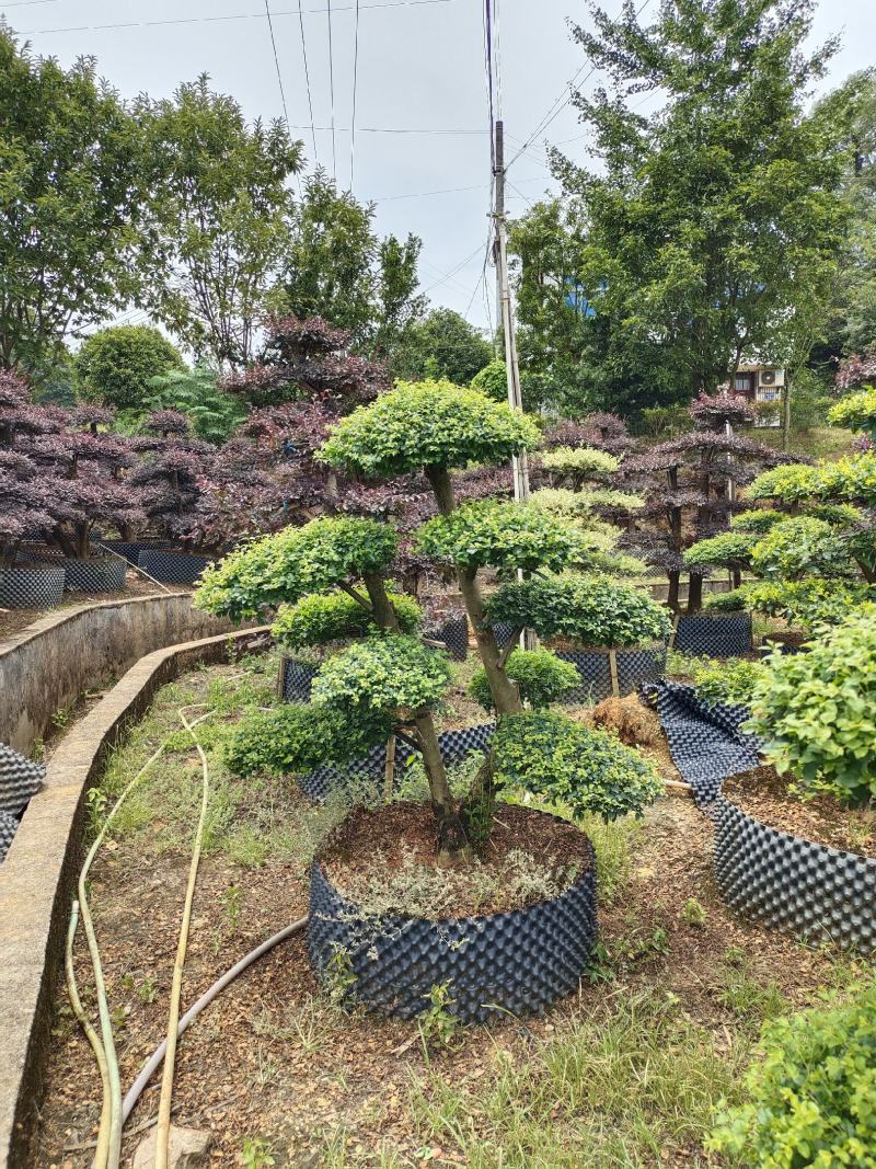 造型小叶女贞，可可园艺长期供应各种造型桩景