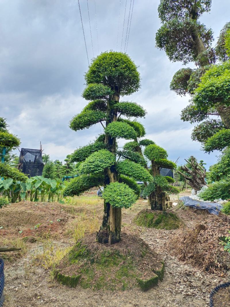 造型小叶女贞，可可园艺长期供应各种造型桩景