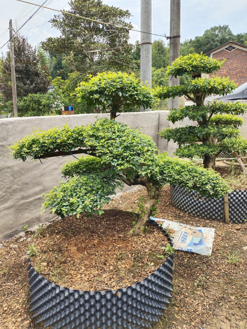 造型小叶女贞，可可园艺长期供应各种造型桩景