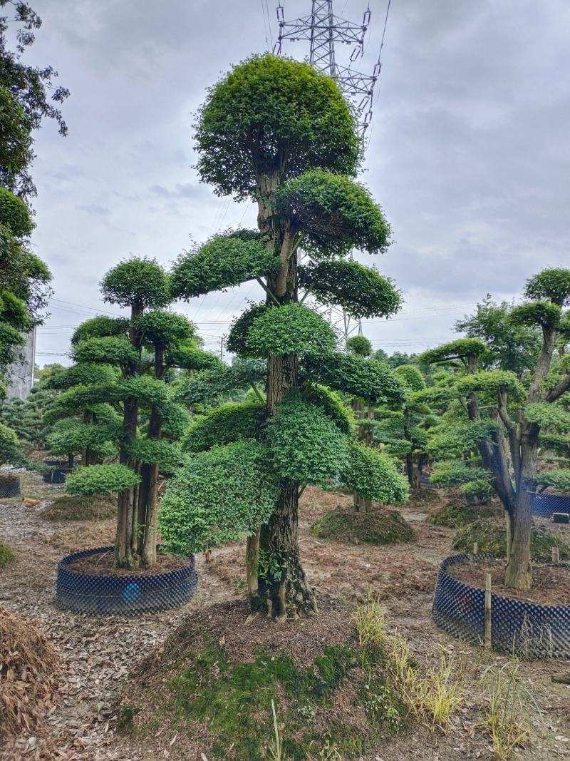 造型小叶女贞，可可园艺长期供应各种造型桩景