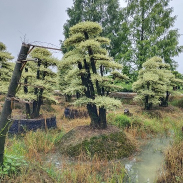 造型金姬女贞，可可园艺长期供应各种造型桩景