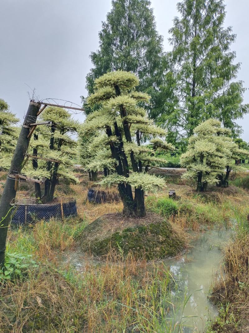 造型金姬女贞，可可园艺长期供应各种造型桩景