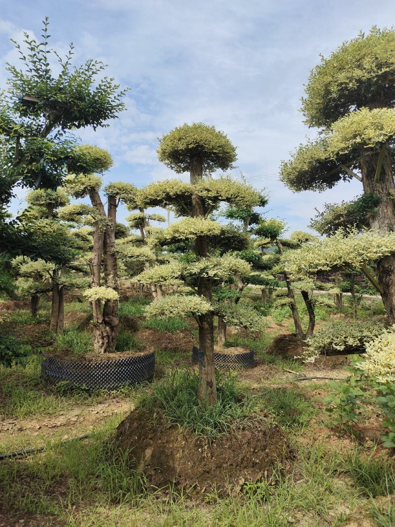 造型金姬女贞，可可园艺长期供应各种造型桩景