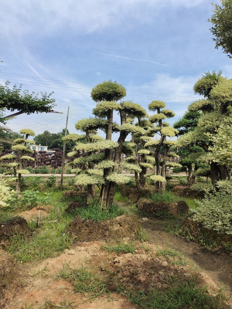 造型金姬女贞，可可园艺长期供应各种造型桩景