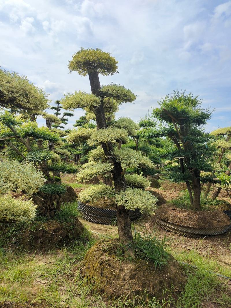 造型金姬女贞，可可园艺长期供应各种造型桩景