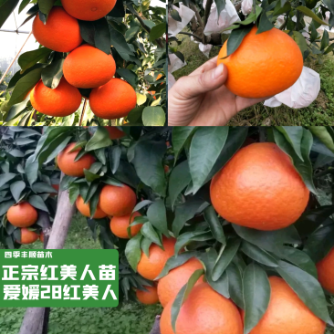 【新品种】爱媛红美人苗/早熟爱媛苗/象山爱媛28号苗
