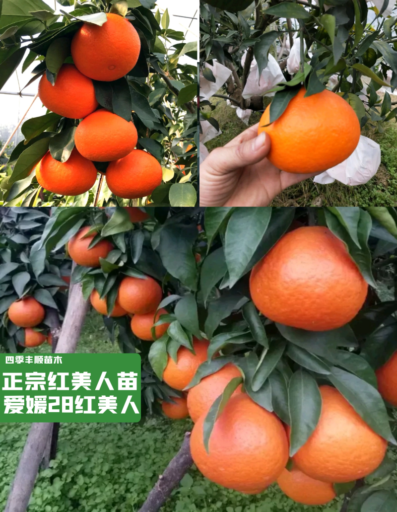 【新品种】爱媛红美人苗/早熟爱媛苗/象山爱媛28号苗