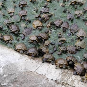 十年以上老巴西种龟