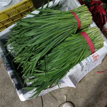 甘肃韮菜