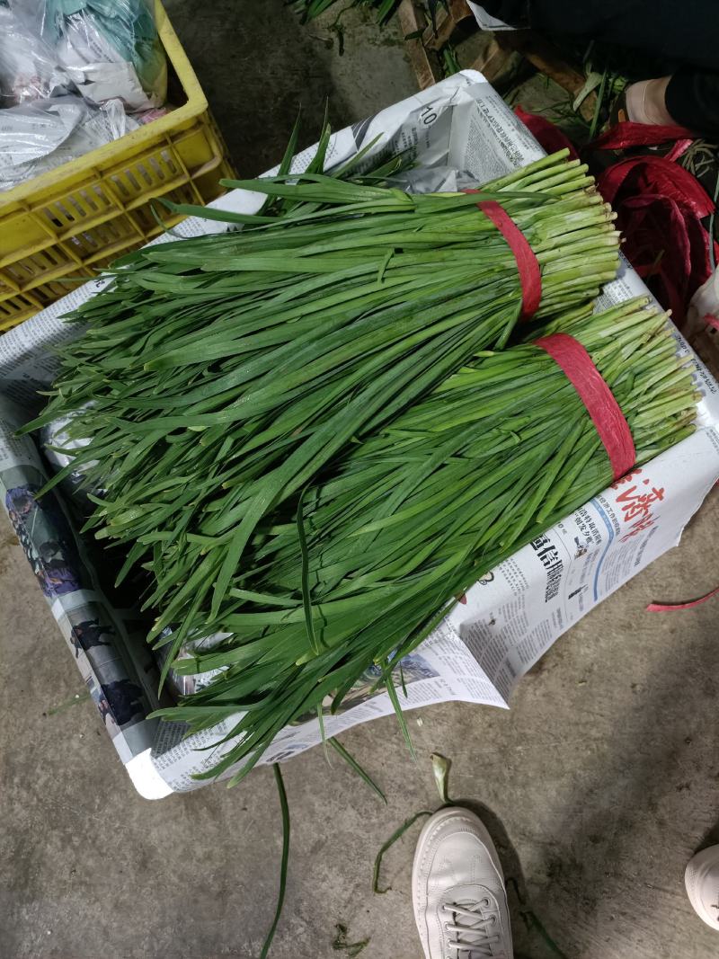 甘肃韮菜