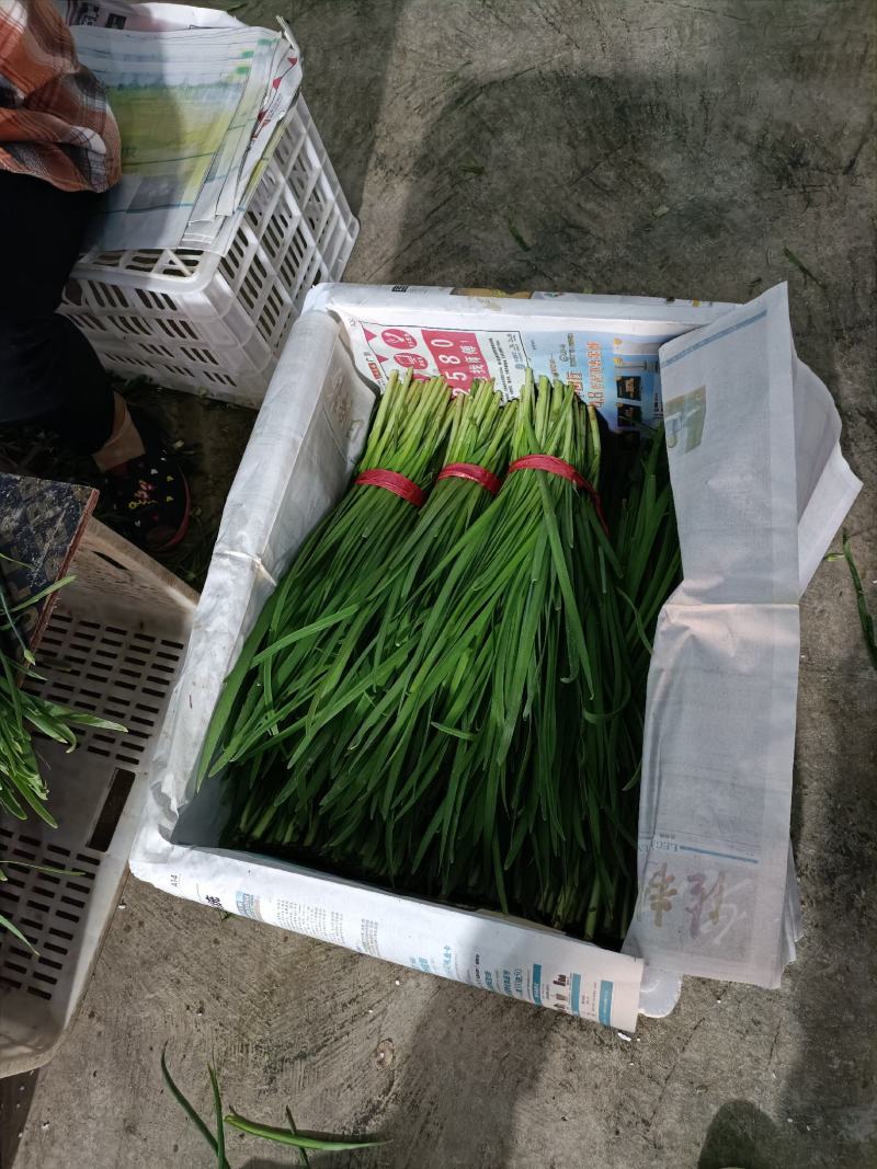 甘肃韮菜