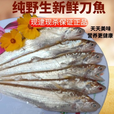 【包邮_5斤刀鱼】热销新鲜现杀酒店饭店专用刀鱼3斤4斤