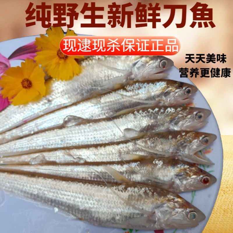 【包邮_5斤刀鱼】热销新鲜现杀酒店饭店专用刀鱼3斤4斤