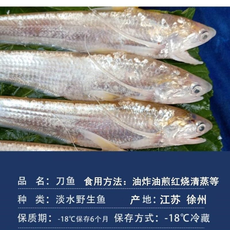 【包邮_5斤刀鱼】热销新鲜现杀酒店饭店专用刀鱼3斤4斤