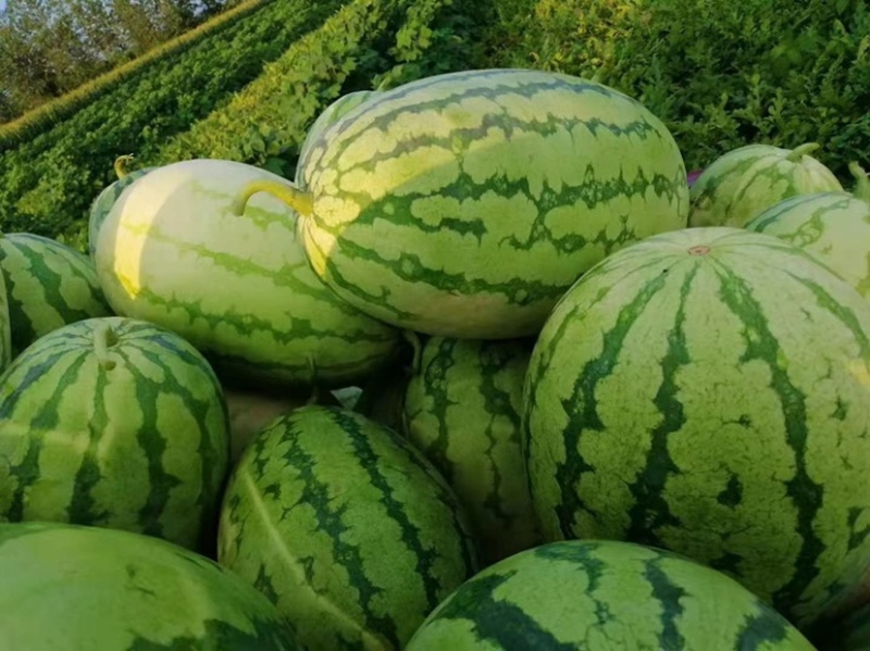 精品西瓜头茬大西瓜自生苗，9成熟甜度13个
