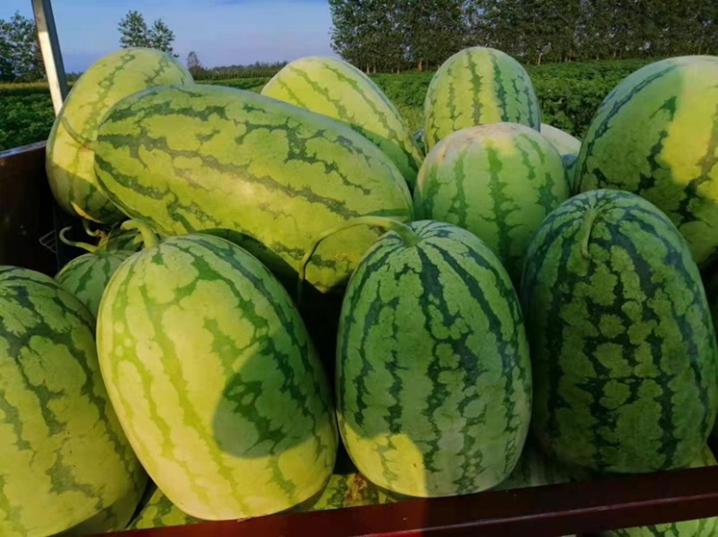 精品西瓜头茬大西瓜自生苗，9成熟甜度13个