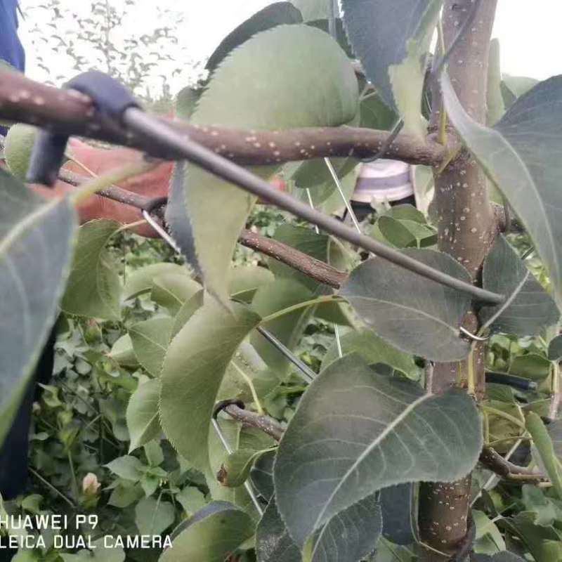 改进型开角器拉枝器压枝别枝弯枝工具带胶管不带胶管果树开角