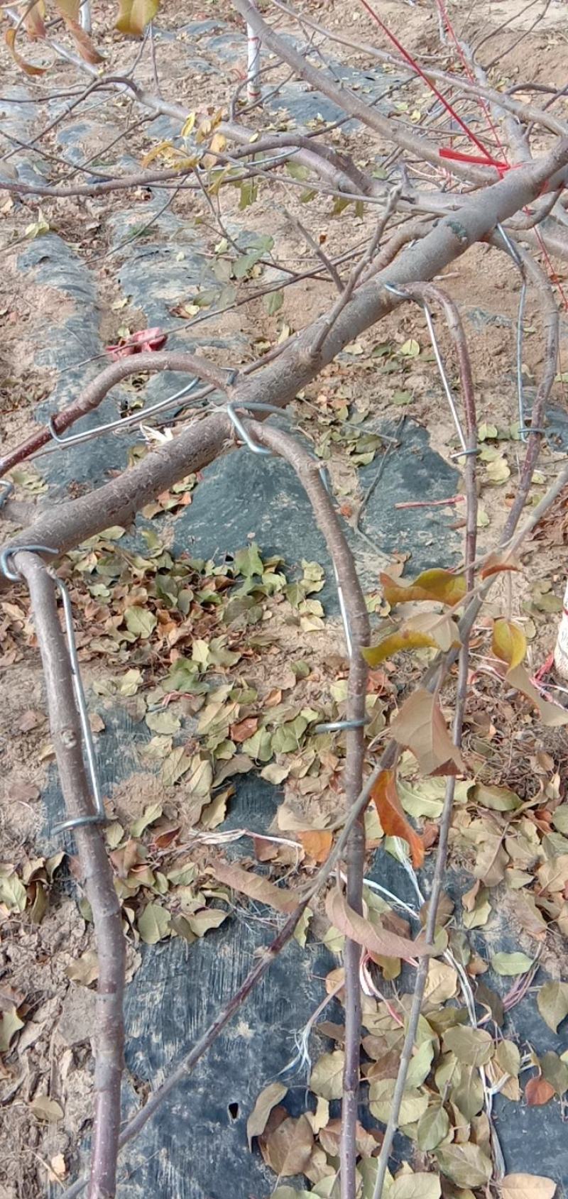 改进型开角器拉枝器压枝别枝弯枝工具带胶管不带胶管果树开角