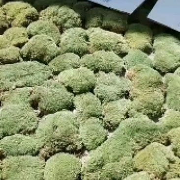 苔藓