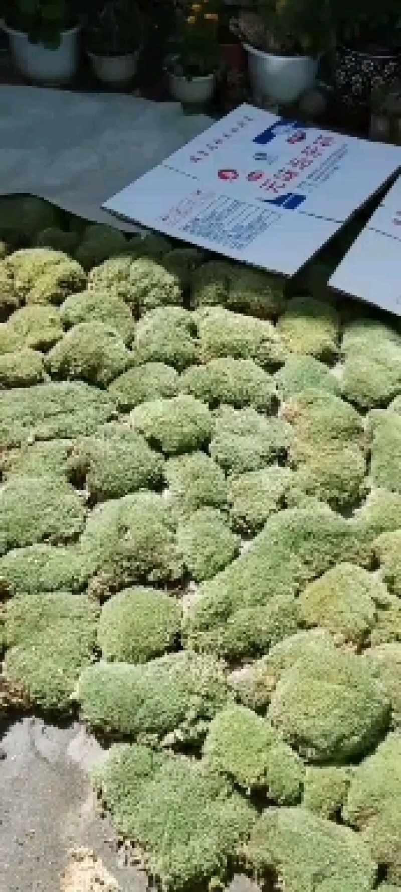 苔藓