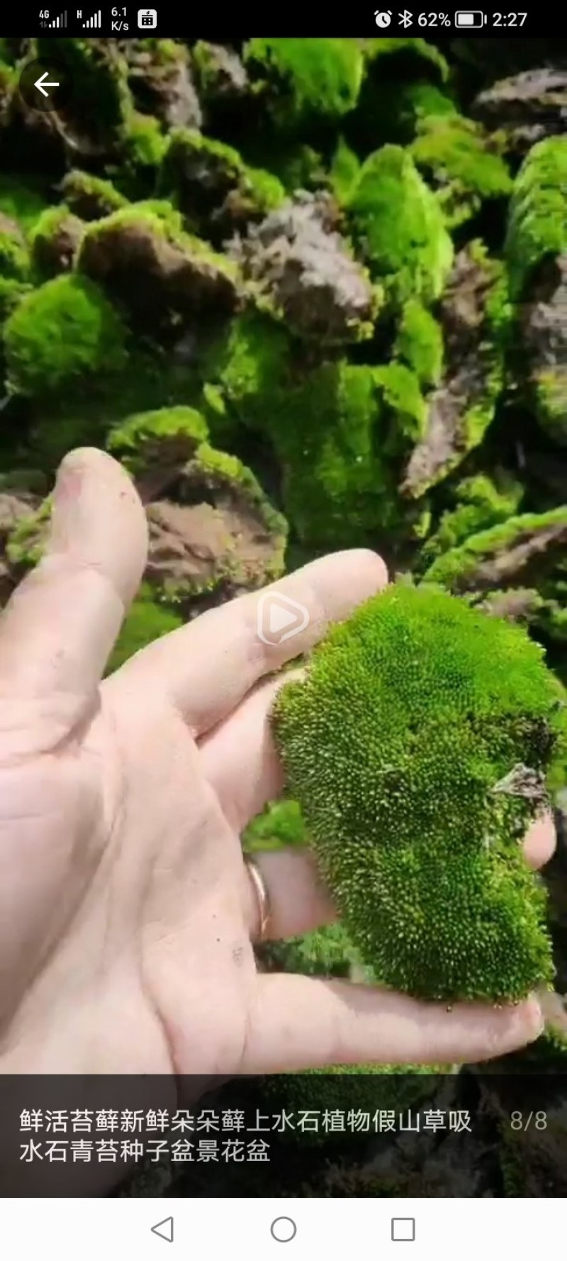 苔藓