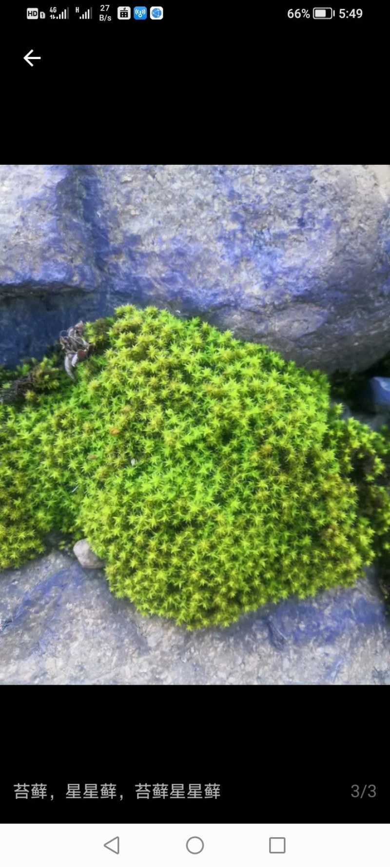 苔藓