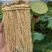 软肝草种植大户追求品质专注批发一年四季现挖现卖保持货新鲜