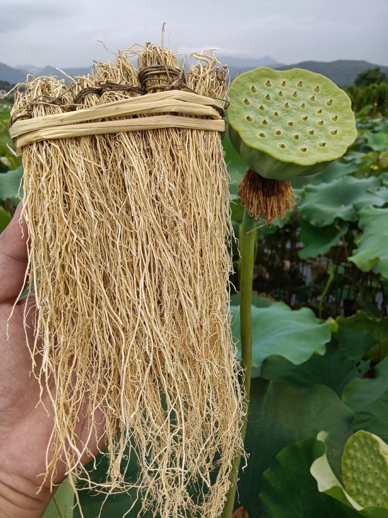 软肝草种植大户追求品质专注批发一年四季现挖现卖保持货新鲜