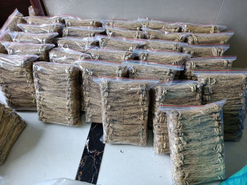 软肝草种植大户追求品质专注批发一年四季现挖现卖保持货新鲜