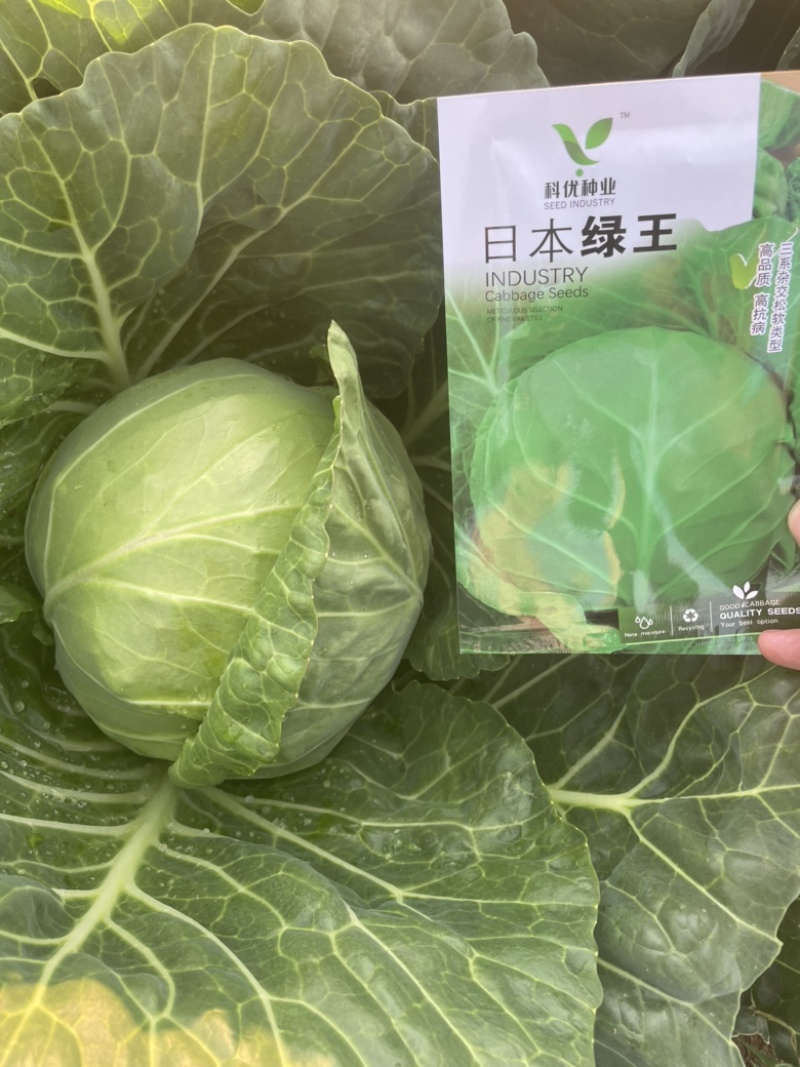 科优日本绿王甘蓝种子绿霸种子春秋品种颜色绿10克