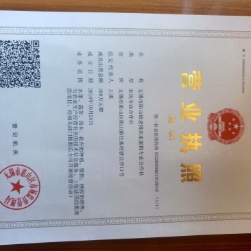 优质阳山水蜜桃树苗苗圃直发包成活诚信经营放心苗